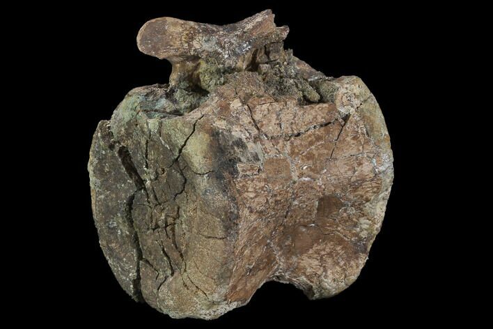 Fossil Hadrosaur (Kritosaurus) Vertebra - Texas #97803